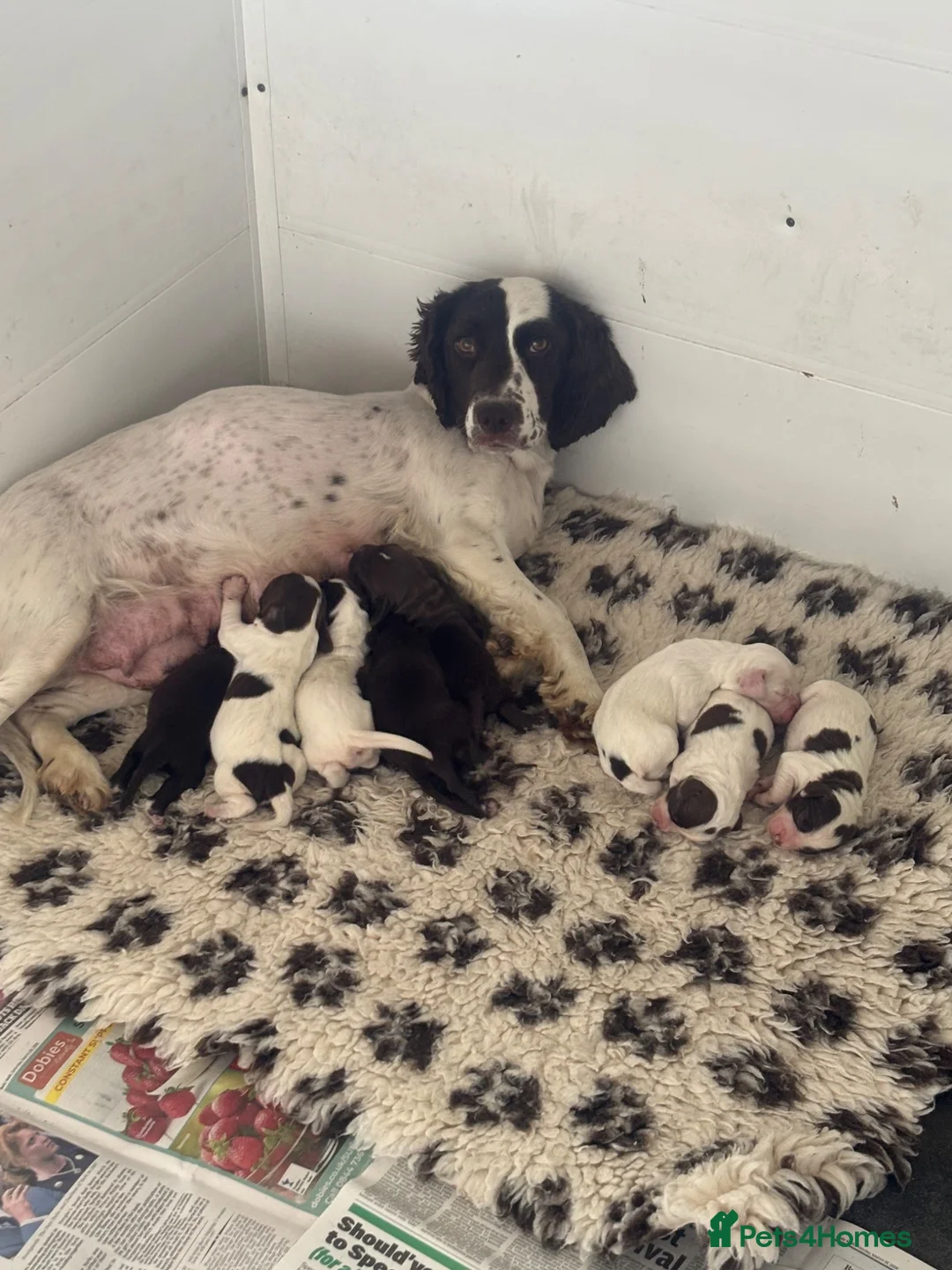 Sprocker dogs for sale: Beautiful litter of spaniel puppies  - Advert 1