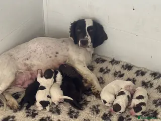 Sprocker dogs Beautiful litter of spaniel puppies - Advert 9