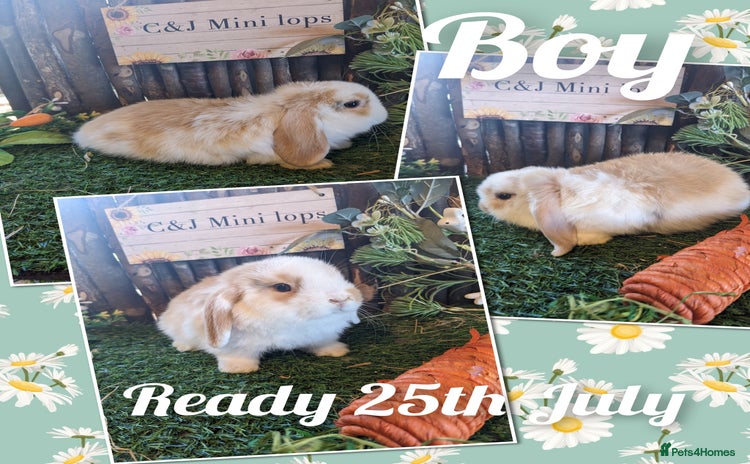Mini Lop rabbits - Advert 1