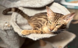 Oriental cats for sale: GCCF Oriental - Image 8