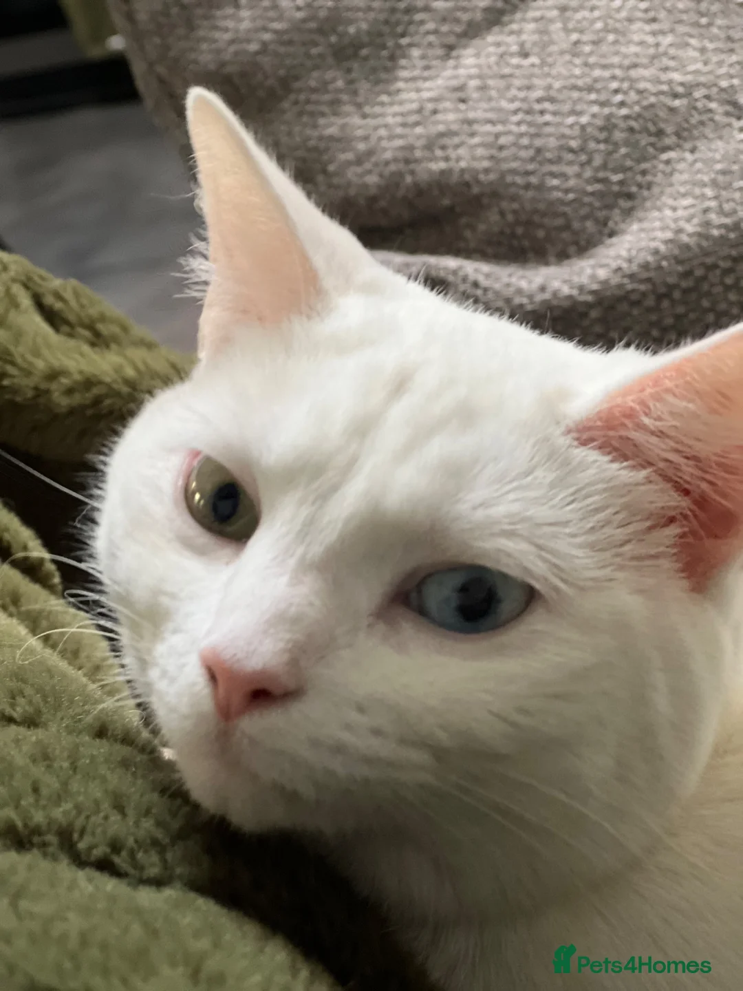 British Shorthair cats for sale: MIA British shorthair pure white dual eye colour  - Advert 4