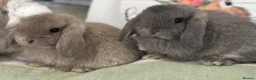 Mini Lop rabbits for sale: Gorgeous, friendly baby mini lops *vaccinated* - Advert 2