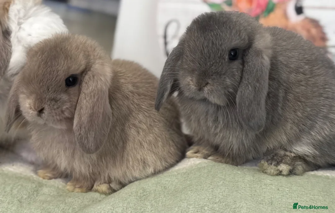 Mini Lop rabbits for sale: Gorgeous, friendly baby mini lops *vaccinated* - Advert 2