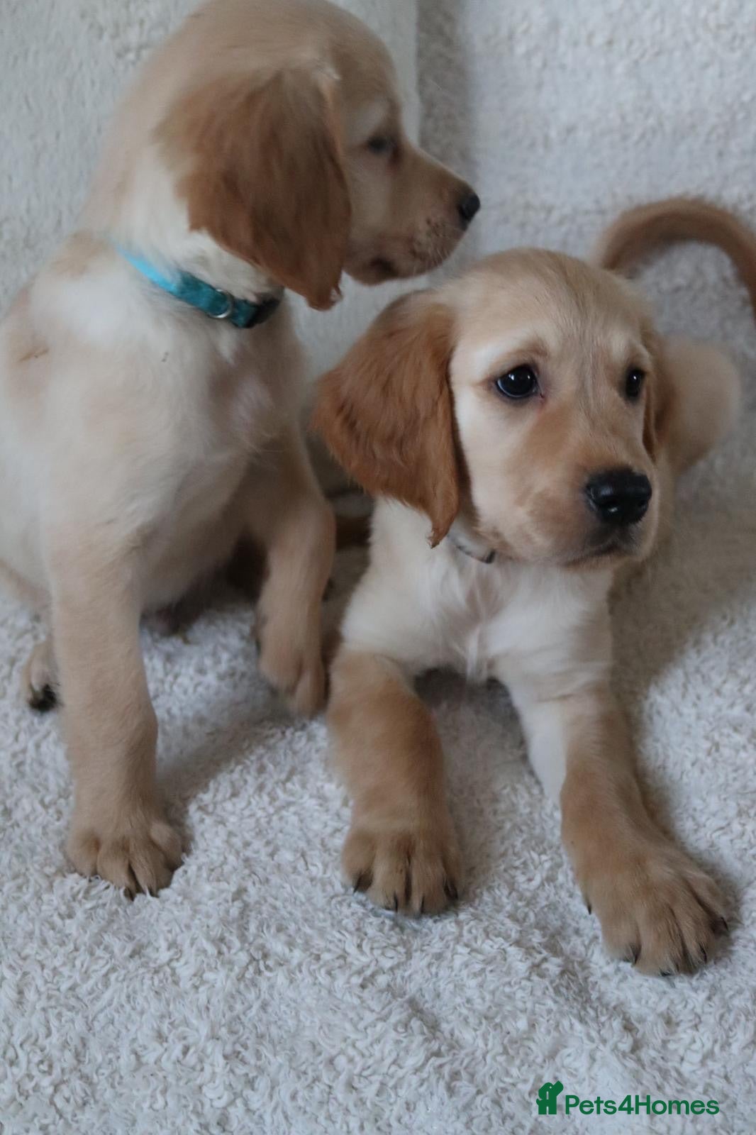 Golden Retriever dogs ⭐️ 2 boys ⭐️  Royal Kennel Club Registered ⭐️ - Advert 1