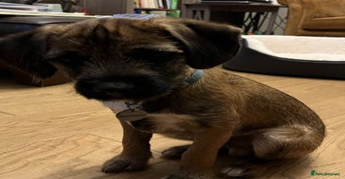 Border Terrier dogs Cross Border Terrier - 21 weeks old - Advert 15