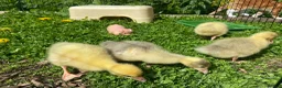 Geese poultry for sale: Stunning hand reared friendly Embden Gander - Advert 17
