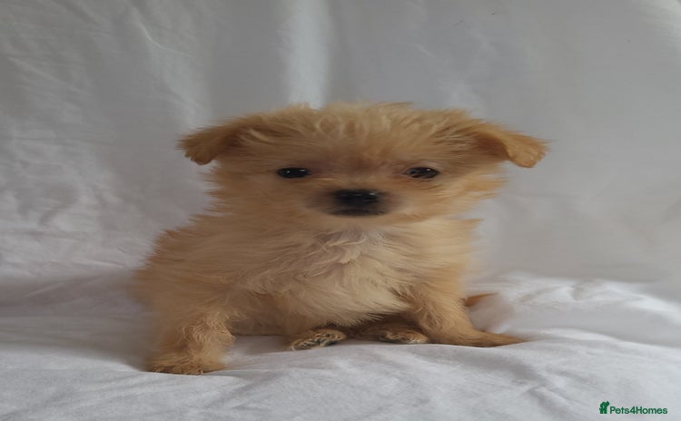 Morkie dogs Morkie puppies 5 🌟licence breeder  - Advert 6