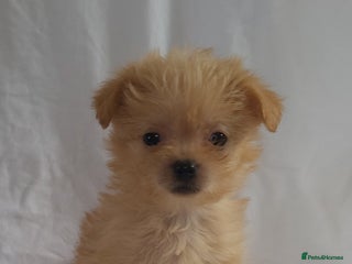 Morkie dogs Morkie puppies 5 🌟licence breeder - Advert 2