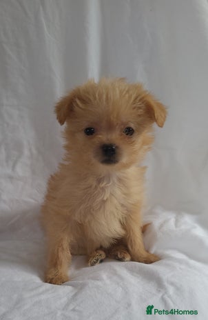Morkie dogs Morkie puppies 5 🌟licence breeder - Advert 6