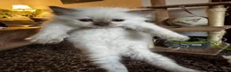 Ragdoll cats for sale: Beautiful Ragdoll Kittens Flame Point & tortie - Advert 5