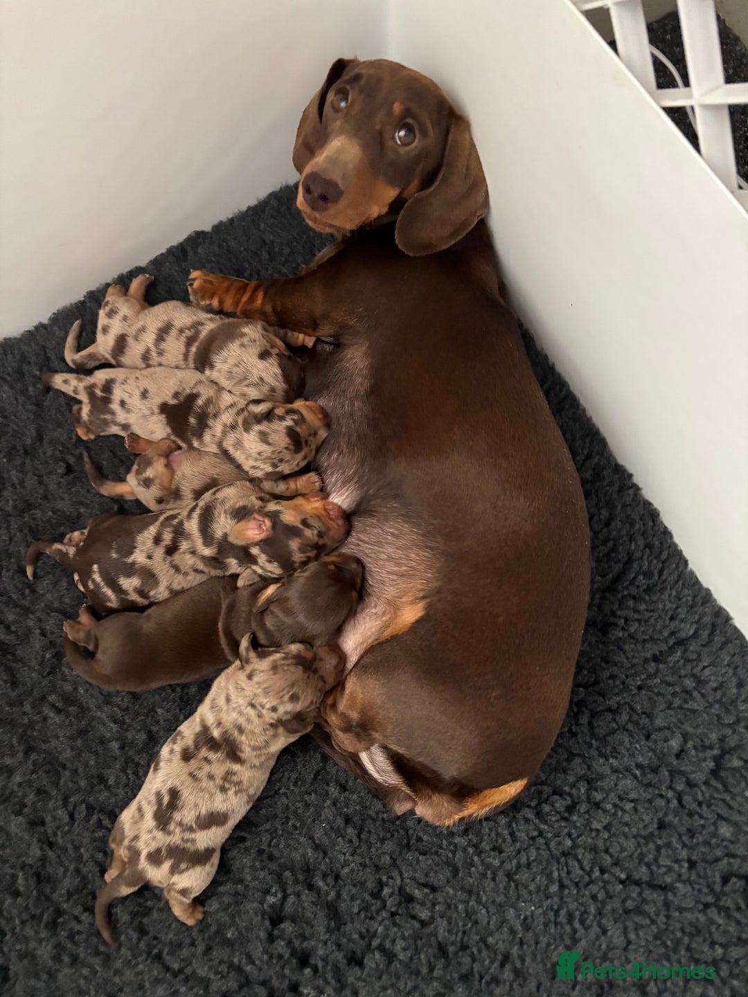 Miniature Dachshund dogs for sale: ❤️ Beautiful Dapple Miniature Dachshund babies ❤️ - Image 18