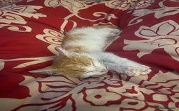 Mixed Breed cats for adoption: Ozzy needs a new home - Image 2