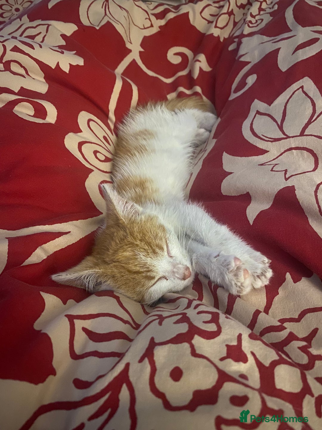 Mixed Breed cats for adoption: Ozzy needs a new home - Image 2