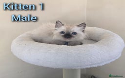 Ragdoll cats for sale: Beautiful Ragdoll boys looking for forever homes - Image 3
