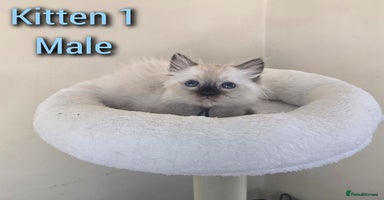 Ragdoll cats - Advert 12