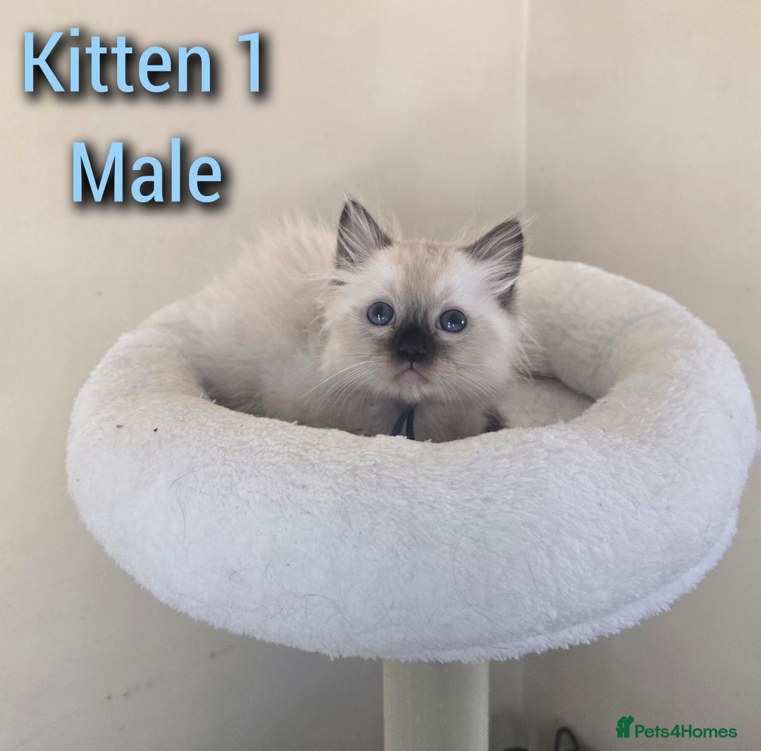 Ragdoll cats for sale: Beautiful Ragdoll boys looking for forever homes - Image 3