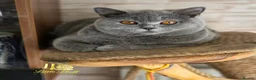 British Shorthair cats for sale: Beautiful British Shorthair Blue Girls   - Advert 1