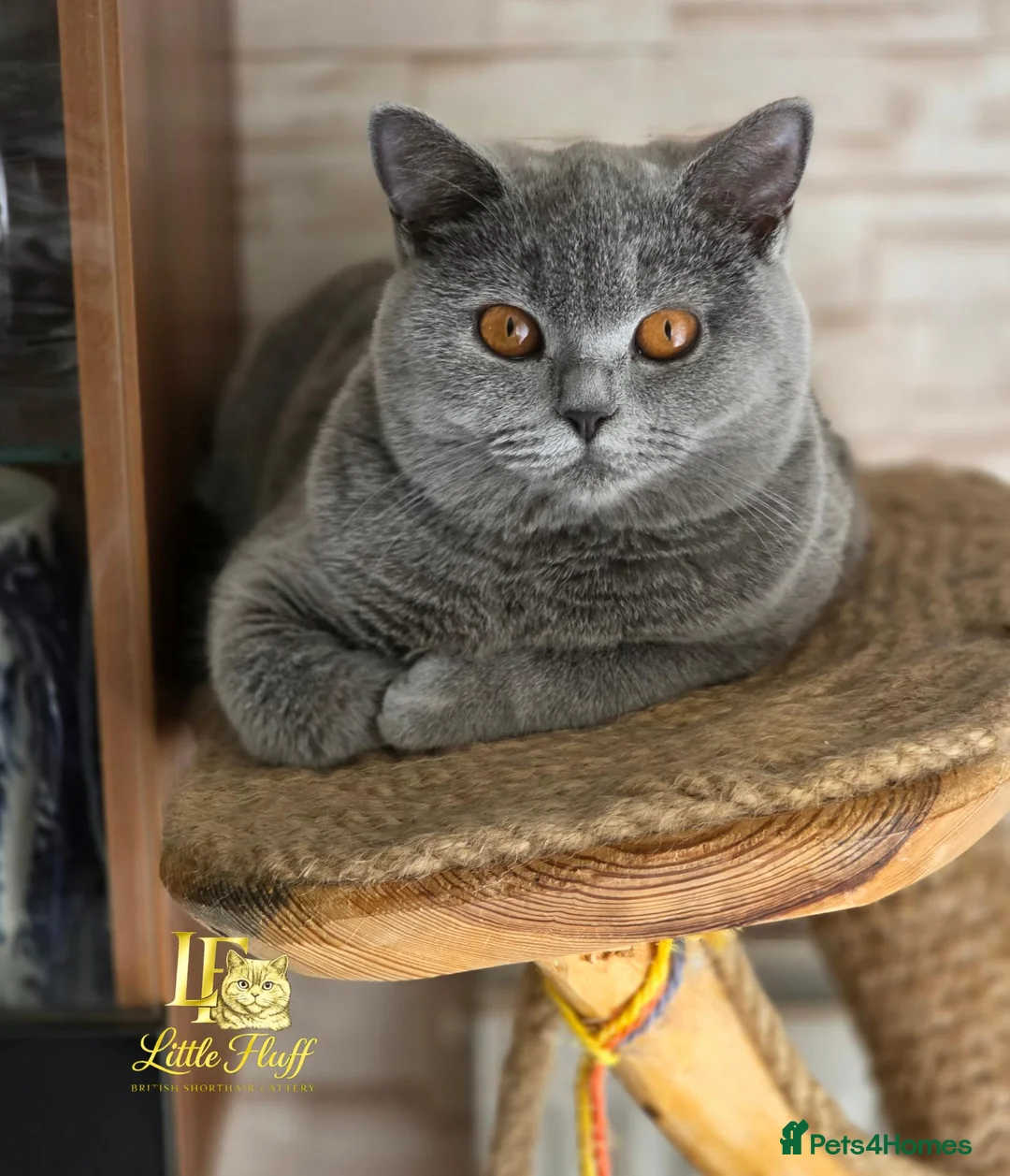 British Shorthair cats for sale: Beautiful British Shorthair Blue Girls   - Advert 1