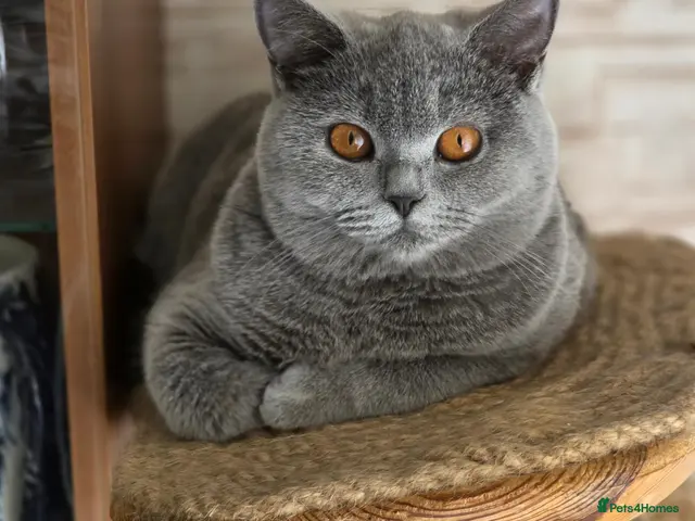 British Shorthair cats for sale: Beautiful British Shorthair Blue Girls - Advert 3