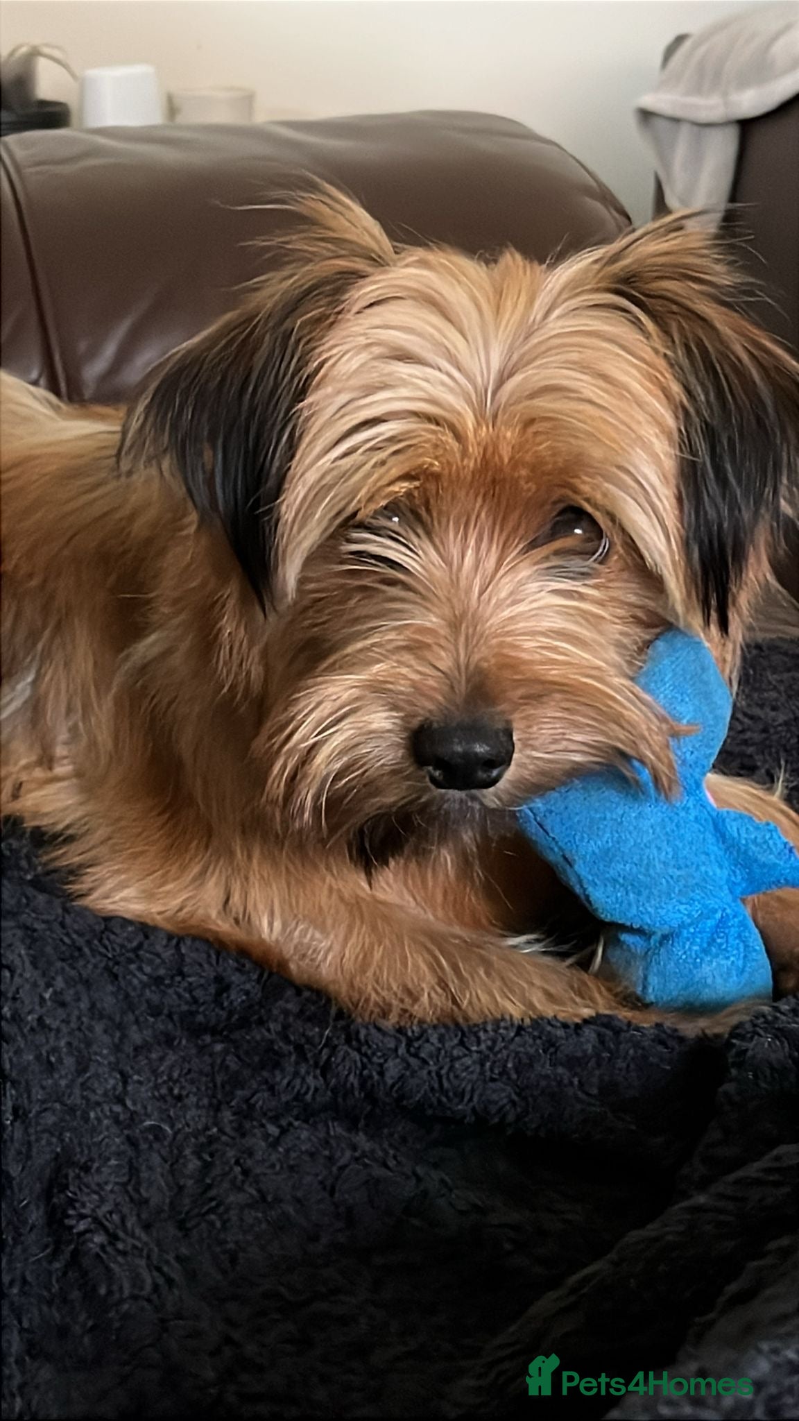 Yorkshire Terrier dogs Yorkiepoo - Advert 11