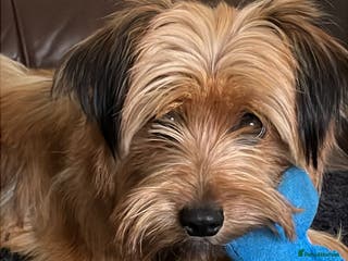 Yorkshire Terrier dogs Yorkiepoo - Advert 10