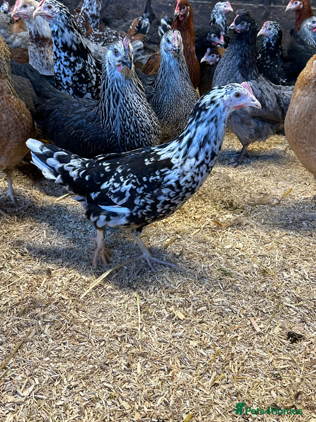 Chickens poultry for sale: Point of lay Hens in a wide range of breeds  - Advert 2