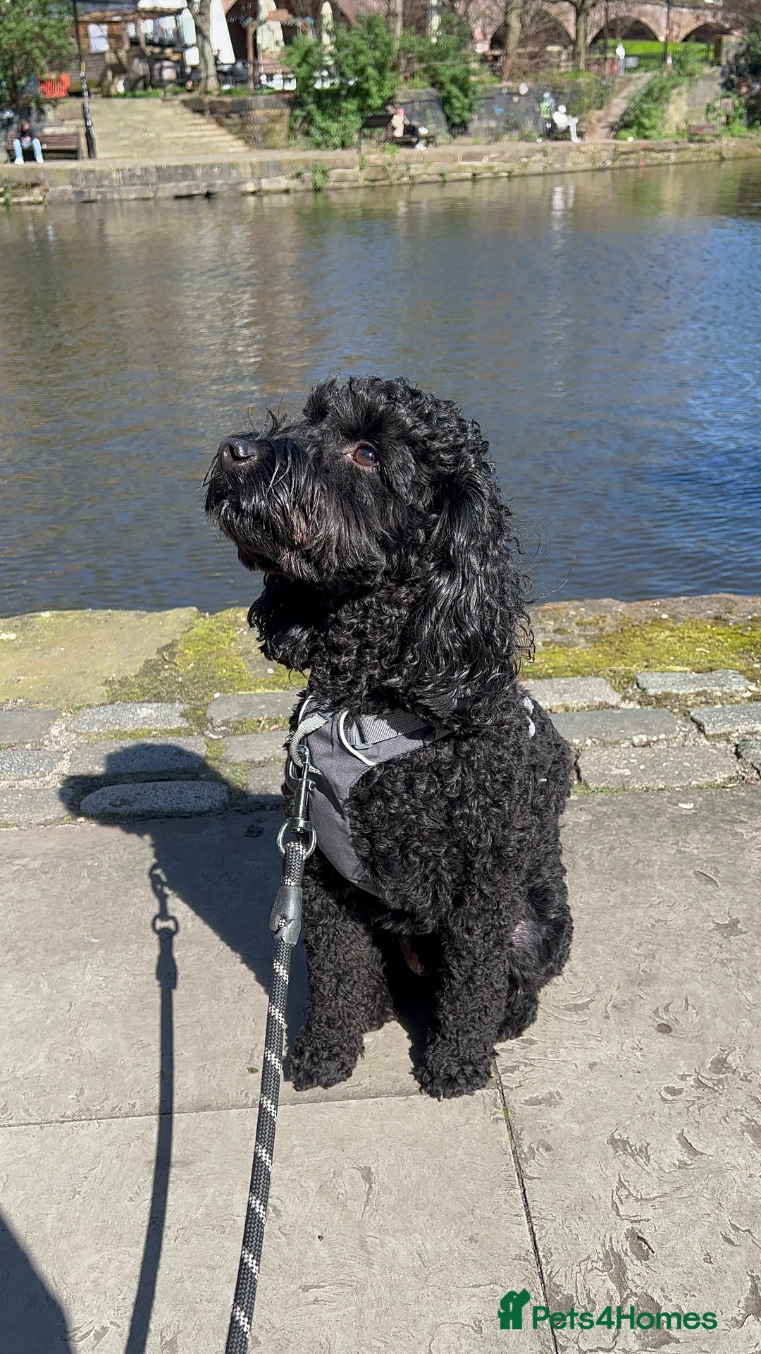 Cockapoo dogs for sale: Rehoming our Cockapoo Ted nearly 5 years old - Advert 2