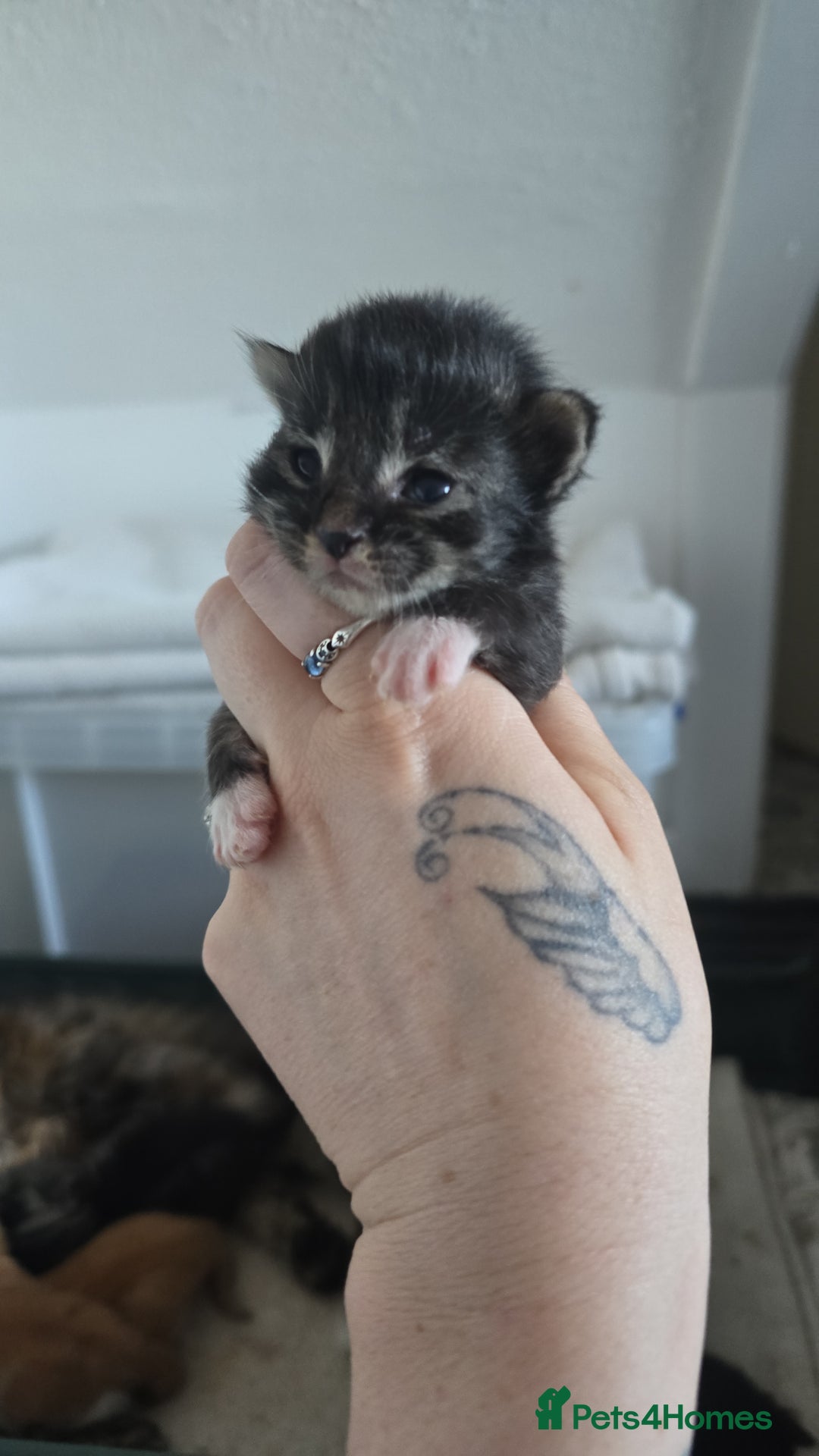 Maine Coon cats for sale: Beautiful Maine Coon cross kittens - Advert 17