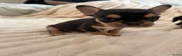 French Bulldog dogs for sale: 2 Boys frenchbulldogs in Doncaster - Advert 6