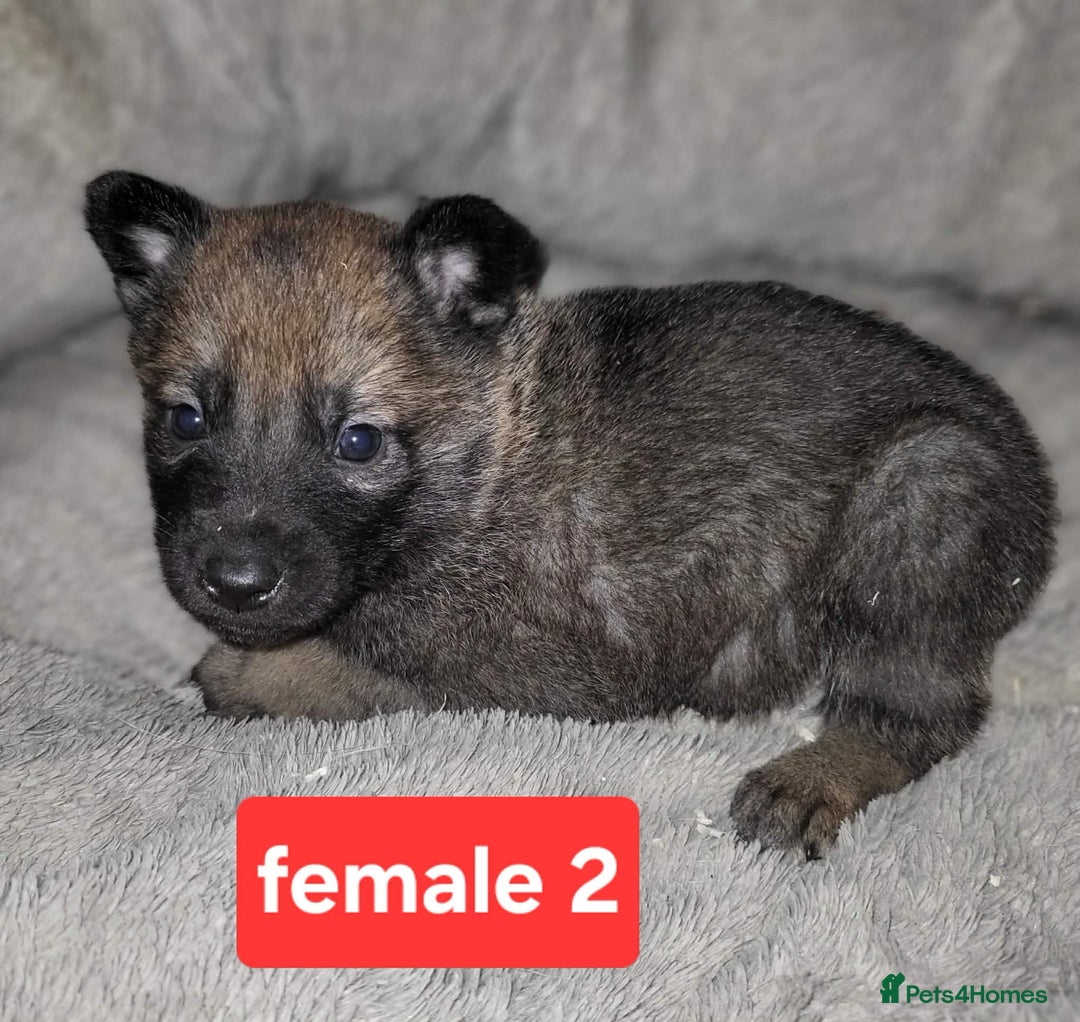 Saarloos Wolfdog dogs for sale: Czechoslovakian vlciak wolfdog puppies - Advert 6