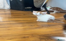 Mixed Breed cats for sale: Beautiful kittens looking for new homes!! - Image 16