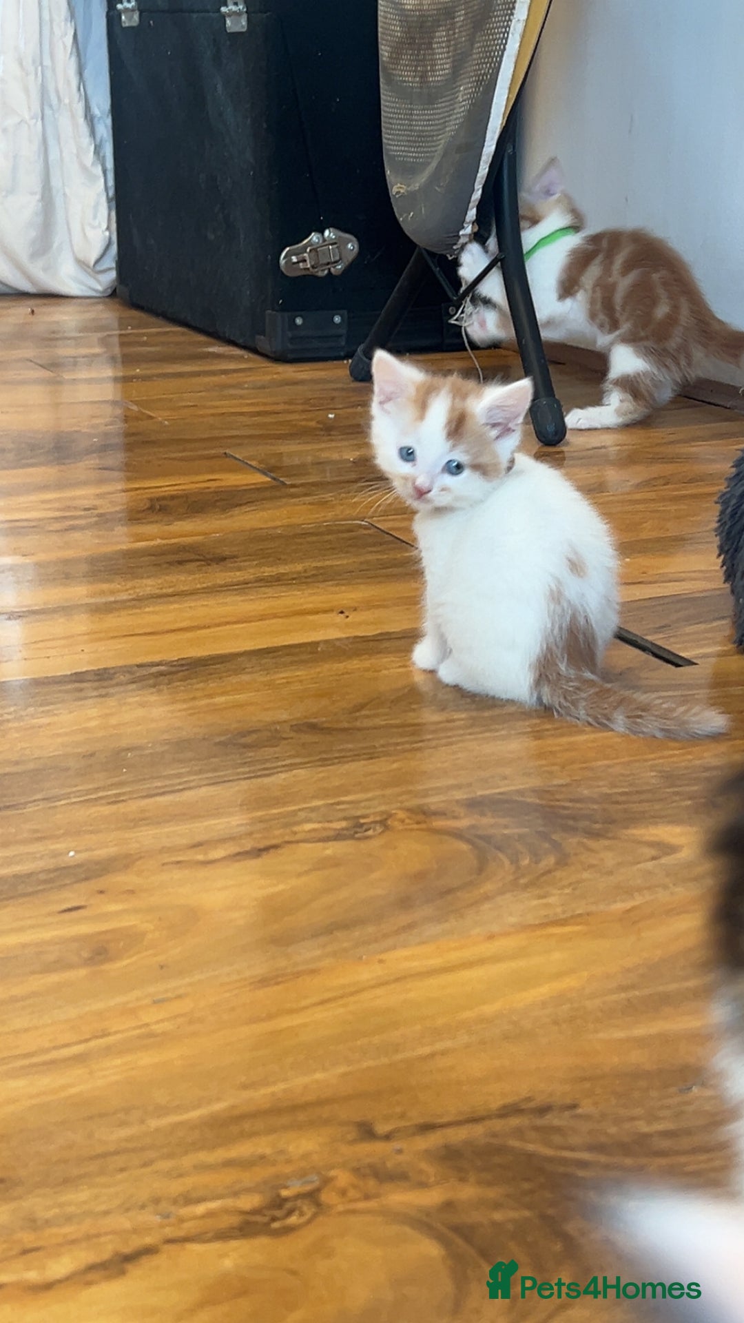 Mixed Breed cats for sale: Beautiful kittens looking for new homes!! - Image 16