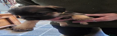 Border Terrier 4