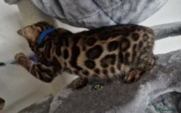 Bengal cats for sale: Last one😍Pure Bengal kittens❤️Ready to go😍 - Image 22