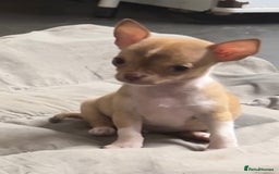 Chihuahua dogs for sale: CHIHUAHUA PUPPIES - Image 13