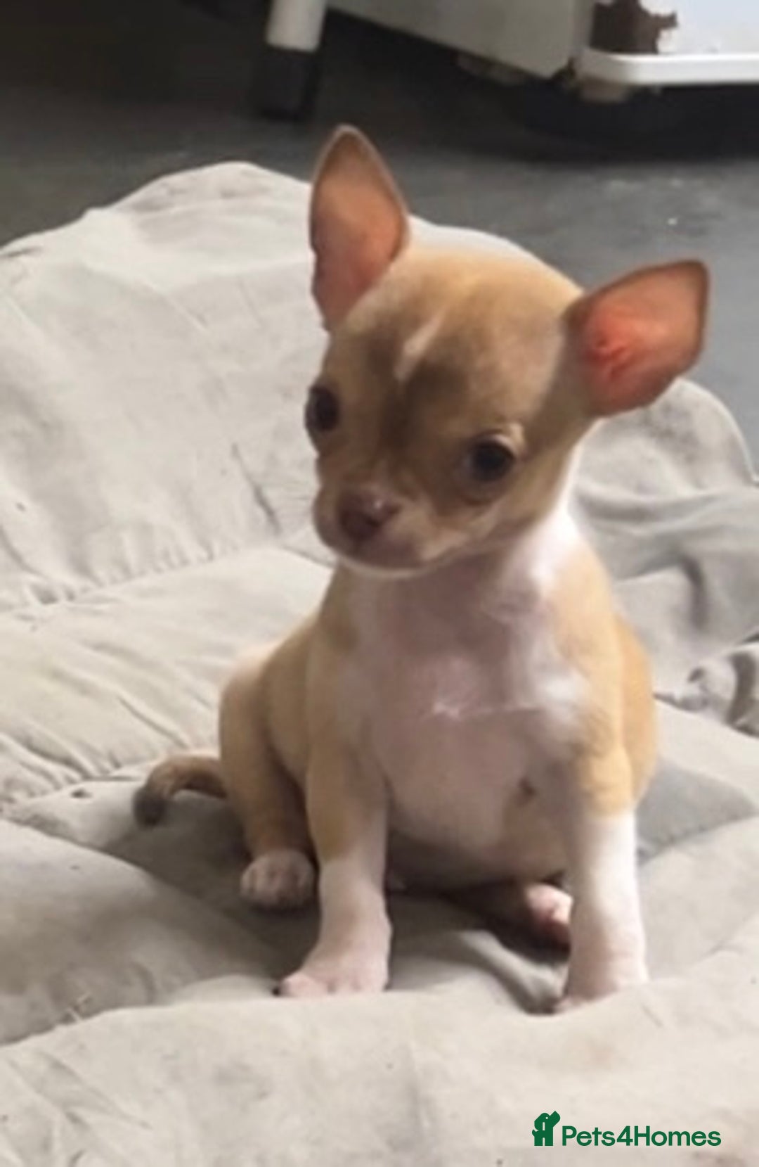 Chihuahua dogs for sale: CHIHUAHUA PUPPIES - Image 13