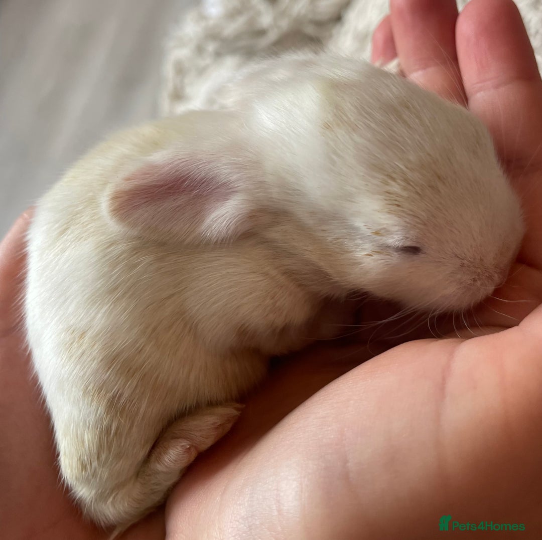 Mini Lop rabbits for sale: Mini lop babies available  - Image 3