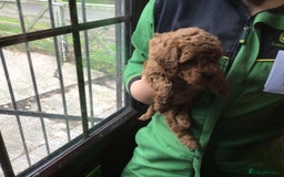 Toy Poodle dogs for sale: Toy red pups - Image 5