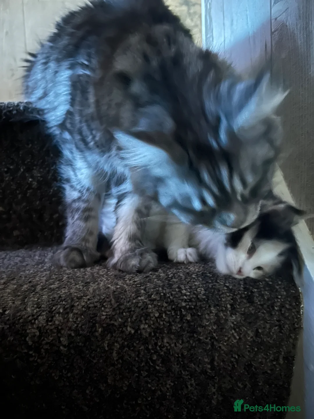 Maine Coon cats for sale: Maine Coon  in Goole - Advert 2