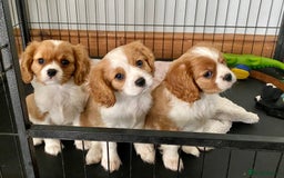 Cavalier King Charles Spaniel dogs for sale: Gorgeous Cavalier King Charles Spaniel Puppies - Image 2