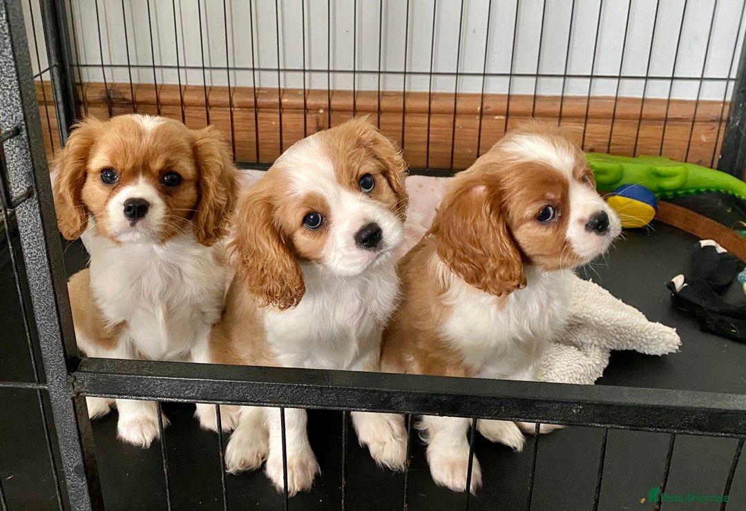 Cavalier King Charles Spaniel dogs for sale: Gorgeous Cavalier King Charles Spaniel Puppies - Image 2