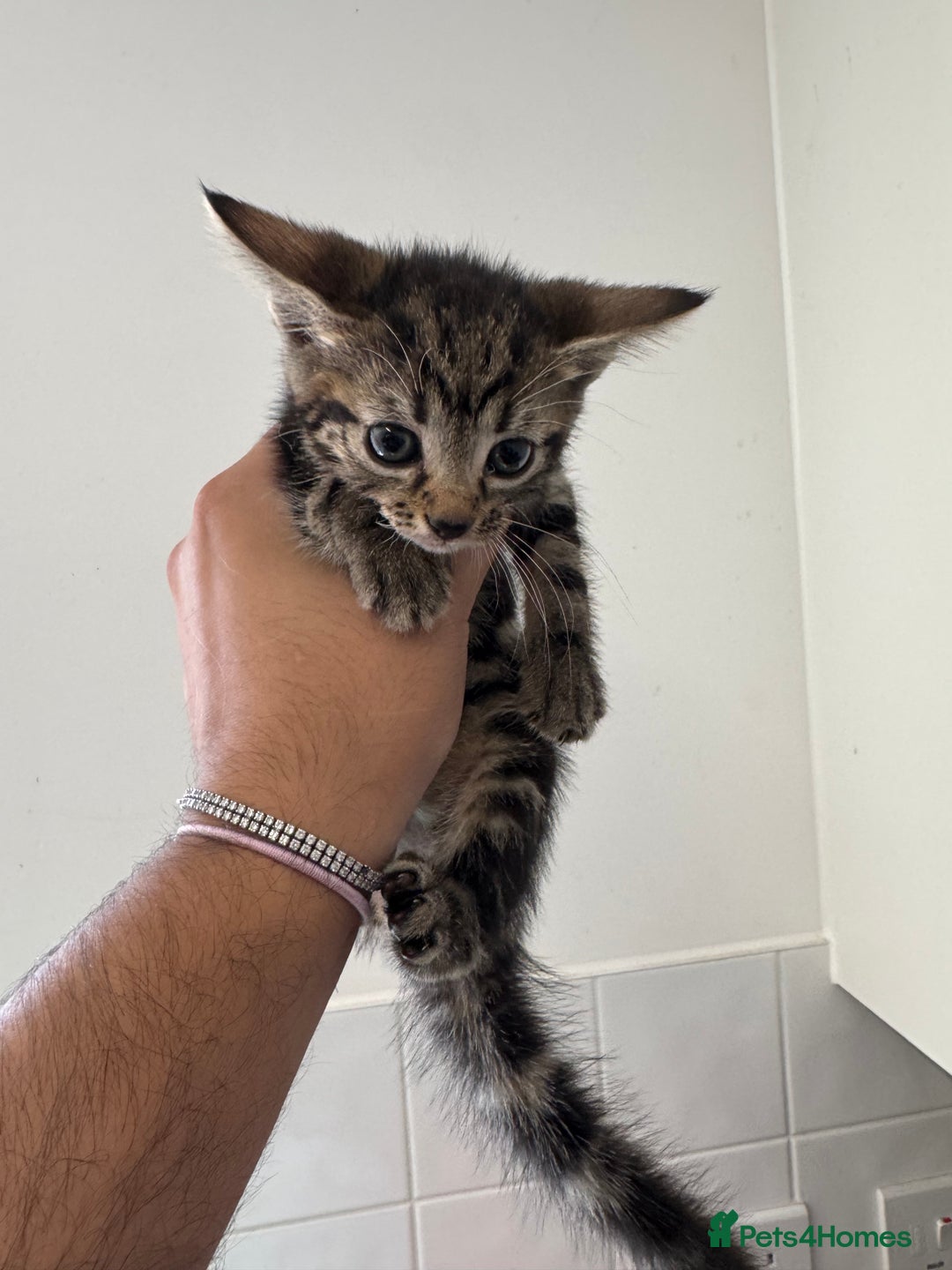 Mixed Breed cats for sale: European shorthair tabby cross kittens available.  - Image 10