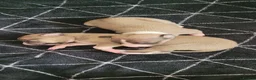 Whippet dogs for sale: KC Registered Male Whippet Puppies  - Advert 8