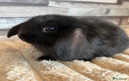 Mini Lop rabbits for sale: ⭐️Pure Breed Holland lops⭐️ - Image 19