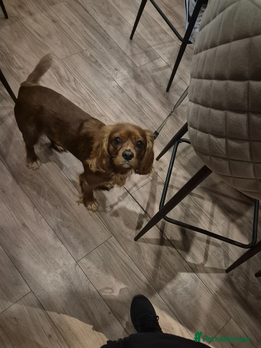 Cavalier King Charles Spaniel dogs for stud: King Charles Cavalier spaniel (age 2) for Stud in Birmingham - Advert 2