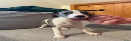 Whippet dogs for sale: Whippet pups  - Advert 9