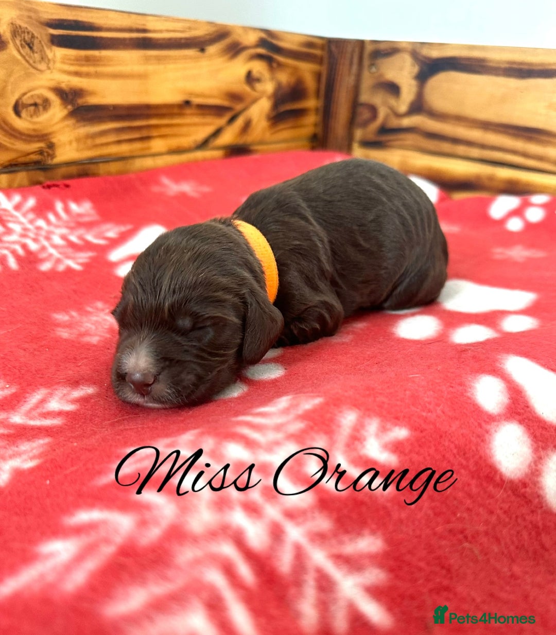 Cocker Spaniel dogs for sale: Outstanding KC Cocker Spaniel Puppies - Image 8