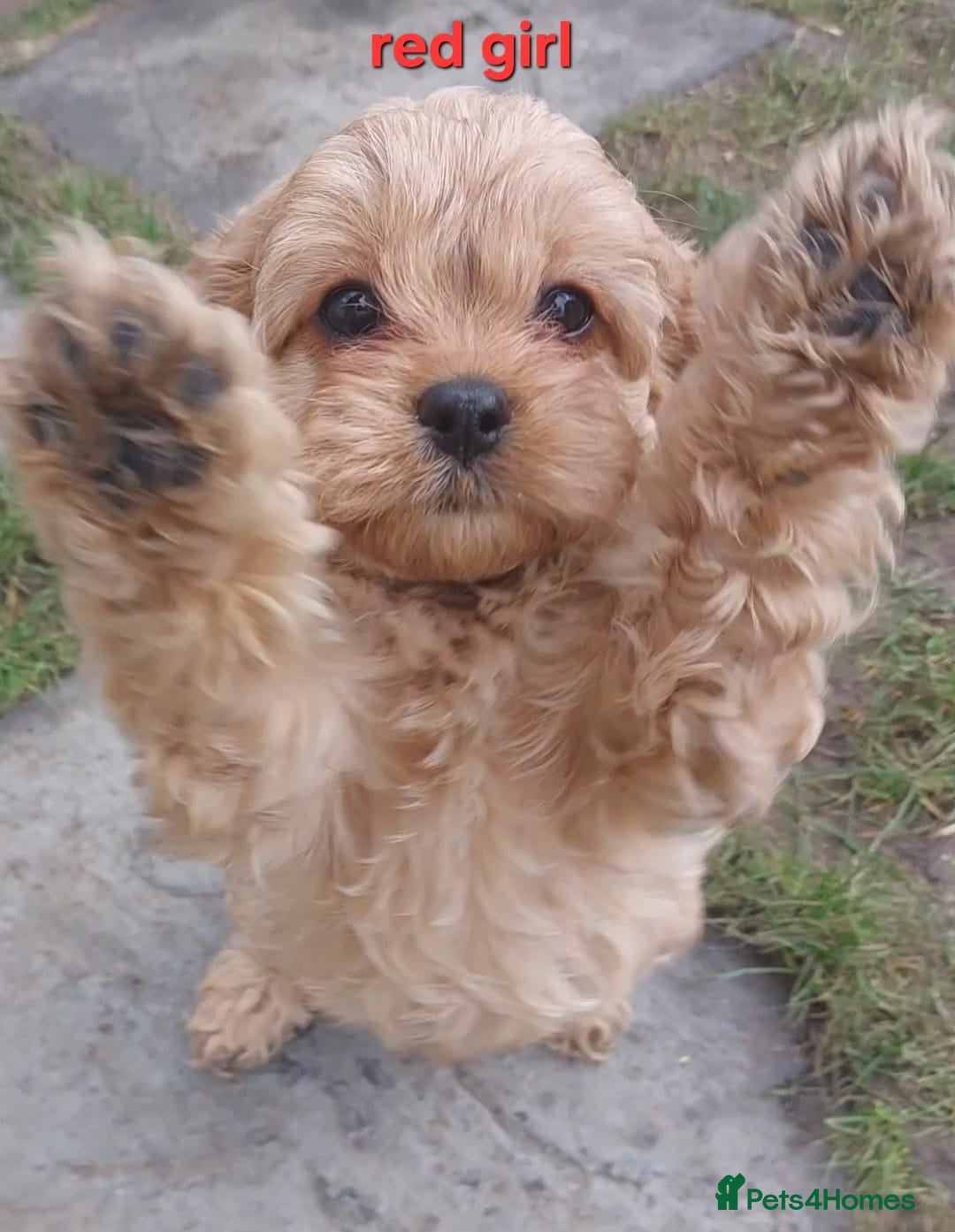 Cavapoo dogs for sale: Beautiful F1 Cavapoo's  - Advert 2