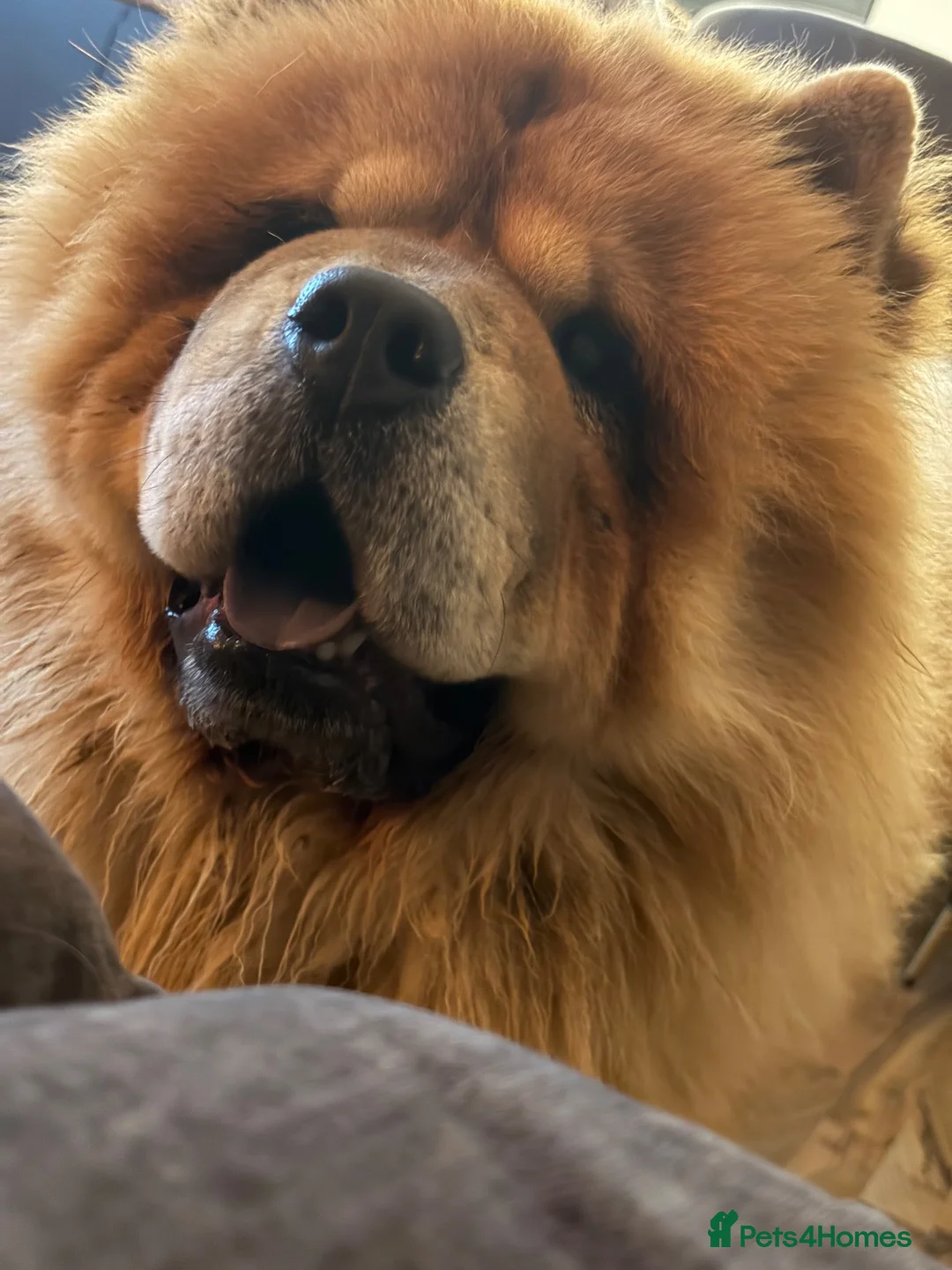 Chow Chow dogs for sale:     Chow Chow Boy Looking for His Forever Home 🐾 - Advert 6