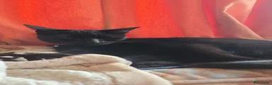 Shadow